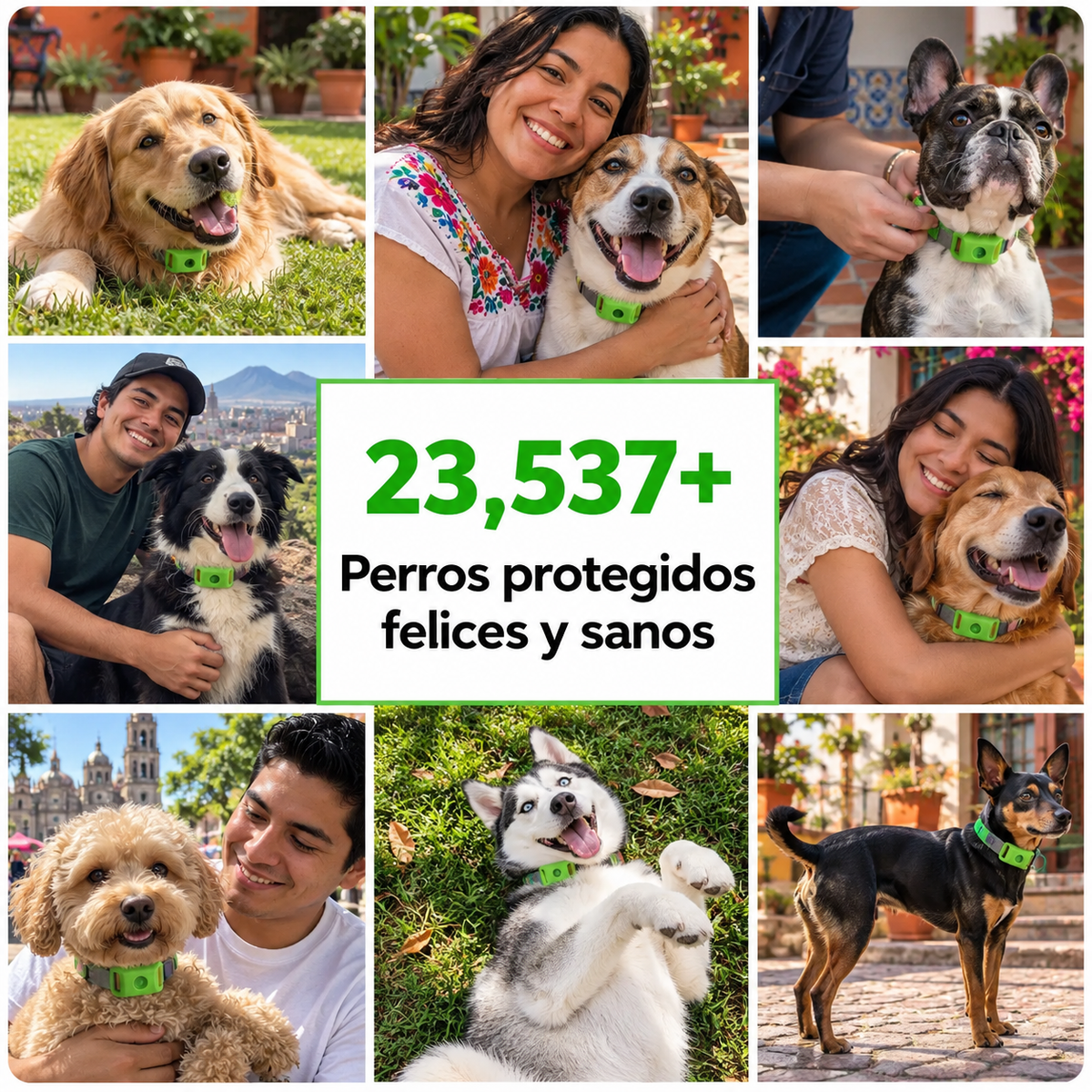 12 Meses de Protección Antipulgas y Garrapatas 100% Natural para Perros